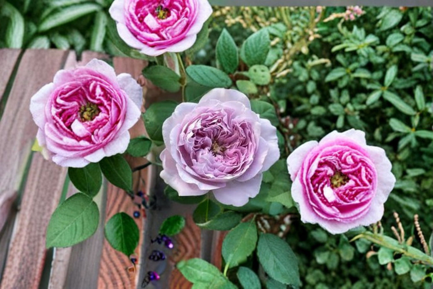 Repartil Rose Live Plant – Fragrant Japanese Own Root Rose – Vibrant Blooming Garden Flower