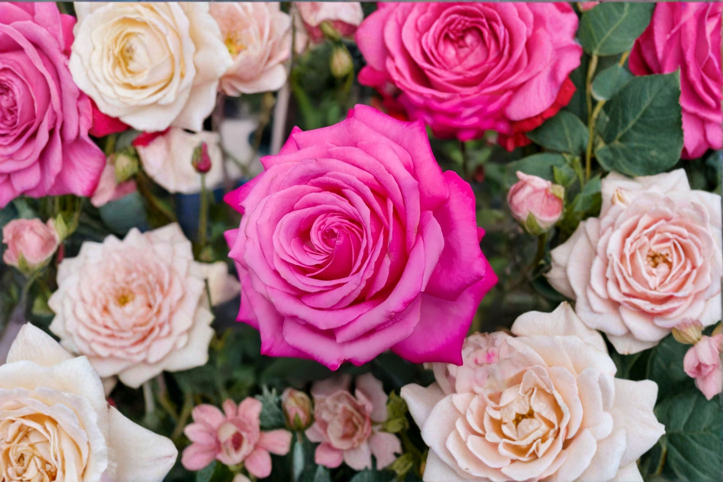 Peach Drift Rose Live Plant – Own Root Repeat Blooming Rose with Fragrant Peach Flowers – Hardy Garden Rose (Rosa)