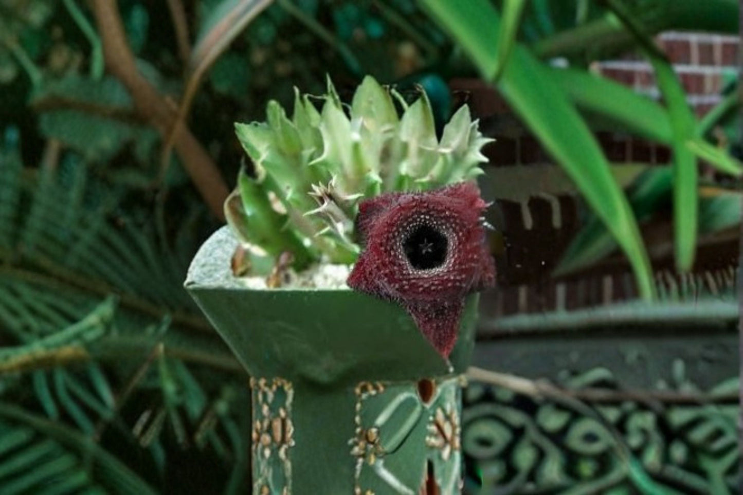 Huernia Orbea Spiney Norman Succulent Plant – Unique Spiny Stems & Star-Shaped Flowers, Low Maintenance, Indoor Garden, Drought Tolerant
