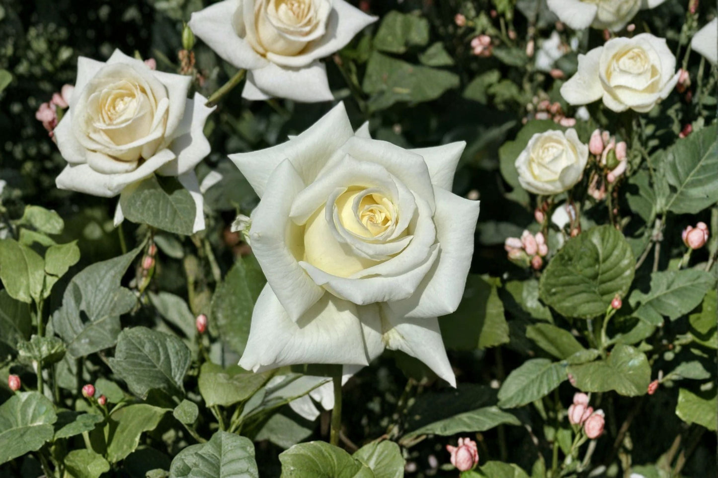Pope John Paul II Rose Live Plant – Fragrant White Rose Bush – Easy Care Garden or Indoor Flowering Plant