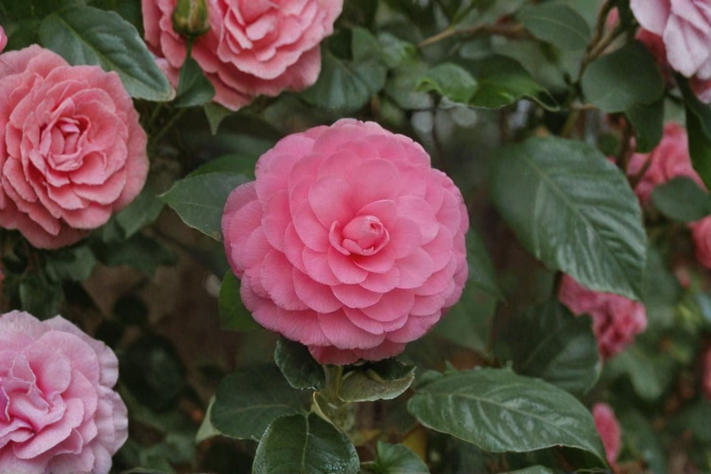 Pink Perfection Camellia Japonica Live Starter Plant – Flowering Shrub for Garden, Pink Blooms, Easy Care, Partial Shade, Glossy Green Leaves