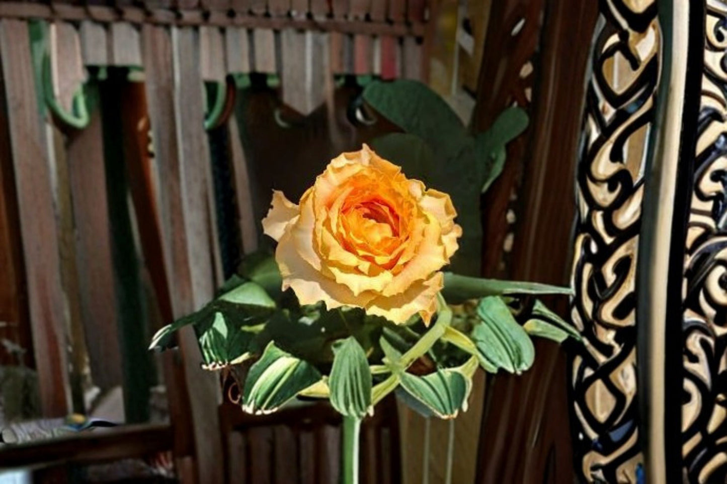 Caraluna Rose Live Plant – Apricot Orange Gradient Garden Rose – Rosa ‘Caraluna’ for Outdoor Garden, Vibrant Blooms, Easy Care