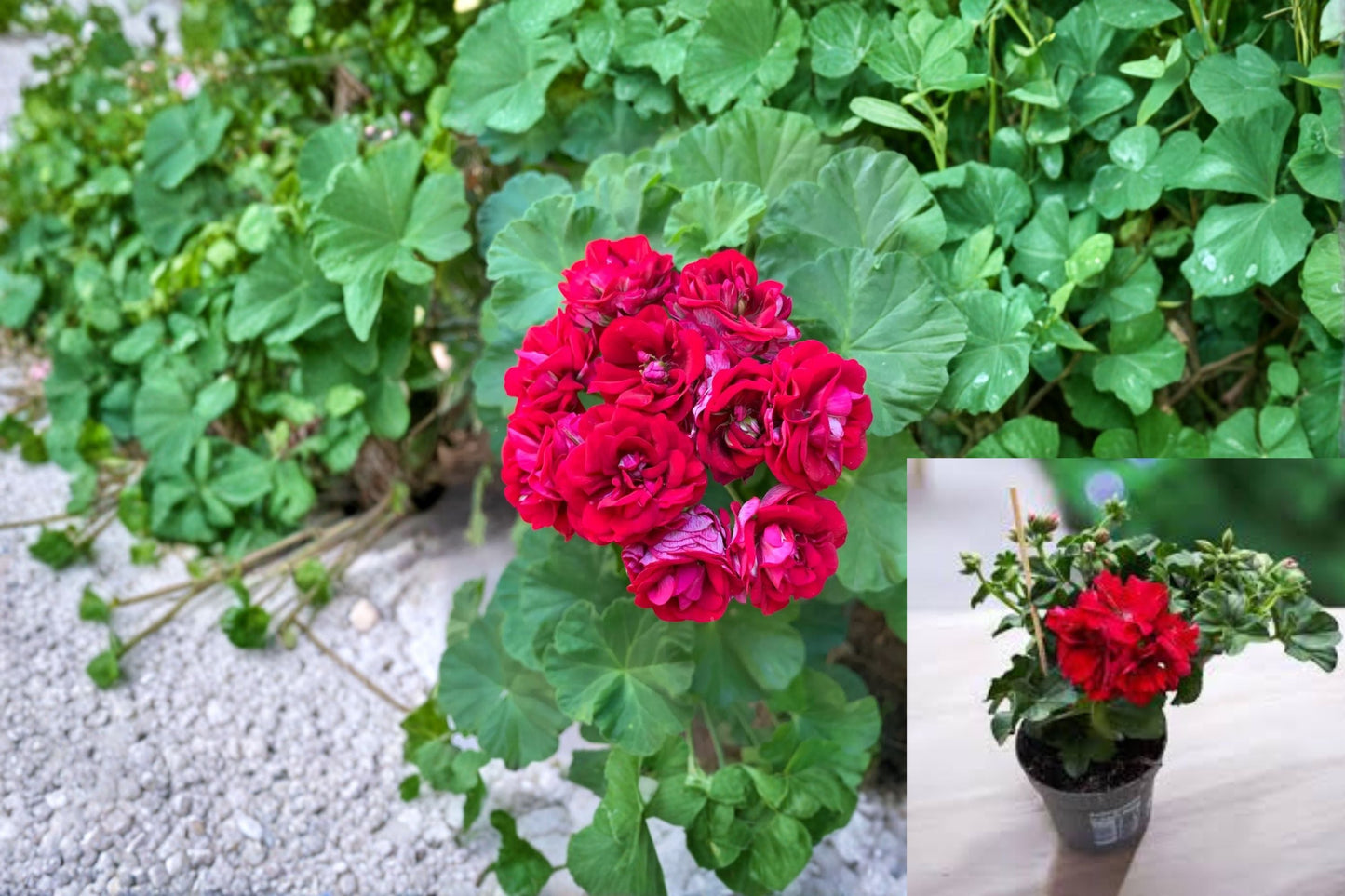 Double Red Geranium Cuttings – Pelargonium × hortorum – Vibrant Flowering Plant for Gardens & Containers