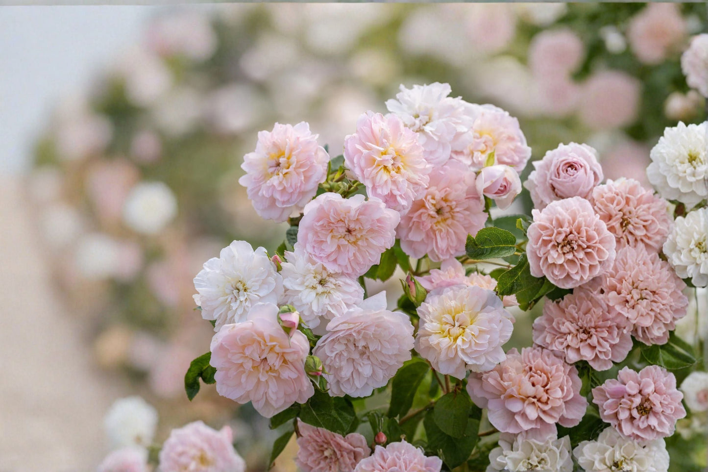 Ausmajesty English Rose 3 Cuttings – Rosa ‘Ausmajesty’ Fragrant Flowering Plant for Gardens and Landscapes
