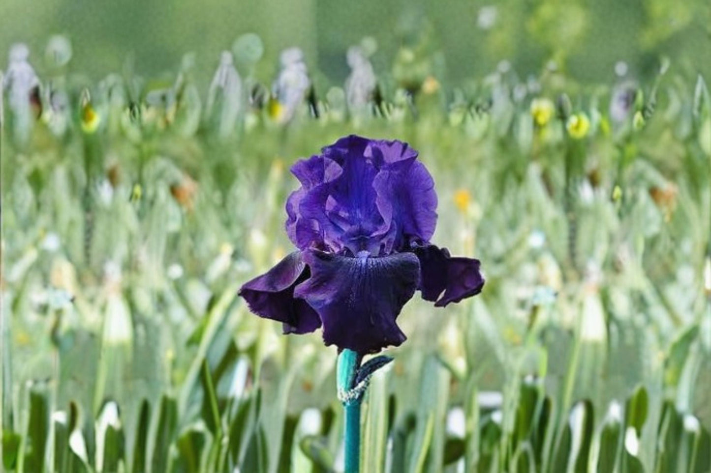 Rosalie Figge Iris Live Plant – Purple Blue Bearded Iris – Garden Flowering Plant – Iris germanica