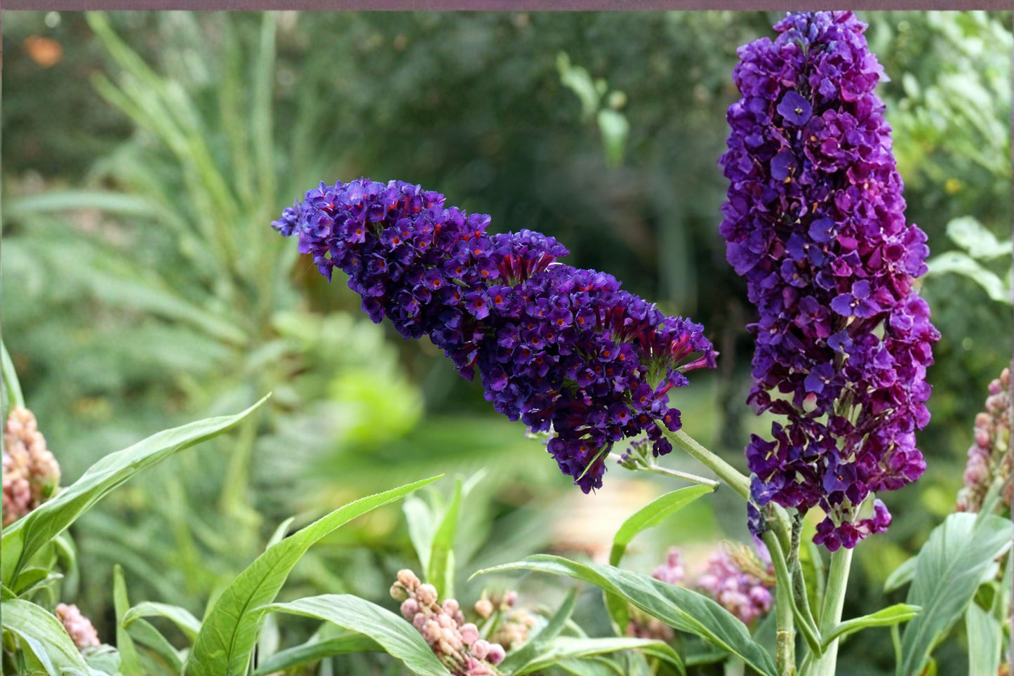Black Knight Buddleia Plant – Buddleja davidii – Fragrant Deep Purple Butterfly Bush for Gardens and Landscaping