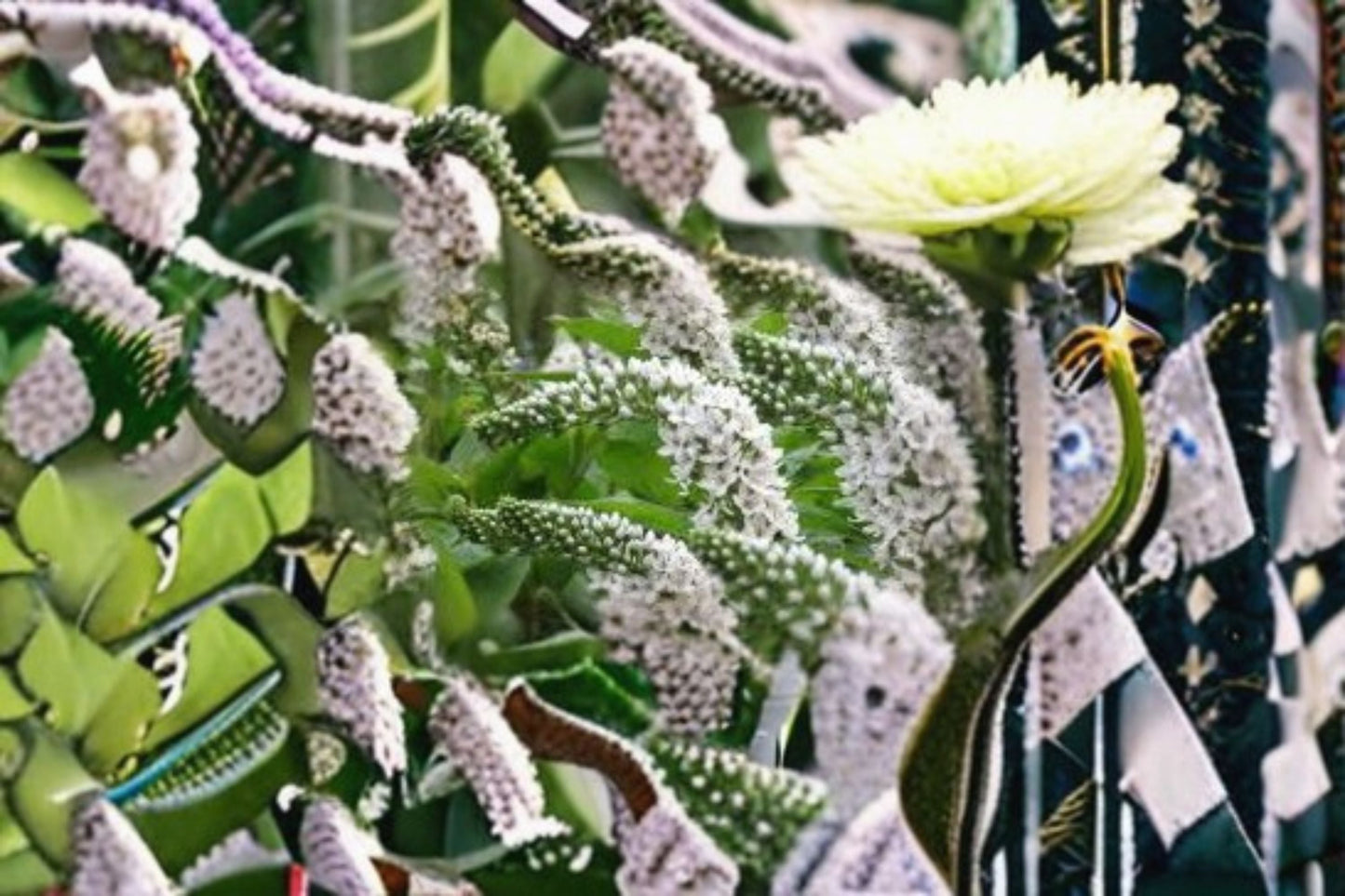 White Gooseneck Live Plant – Spreading Ground Cover Perennial with White Flowers, Ornithogalum umbellatum