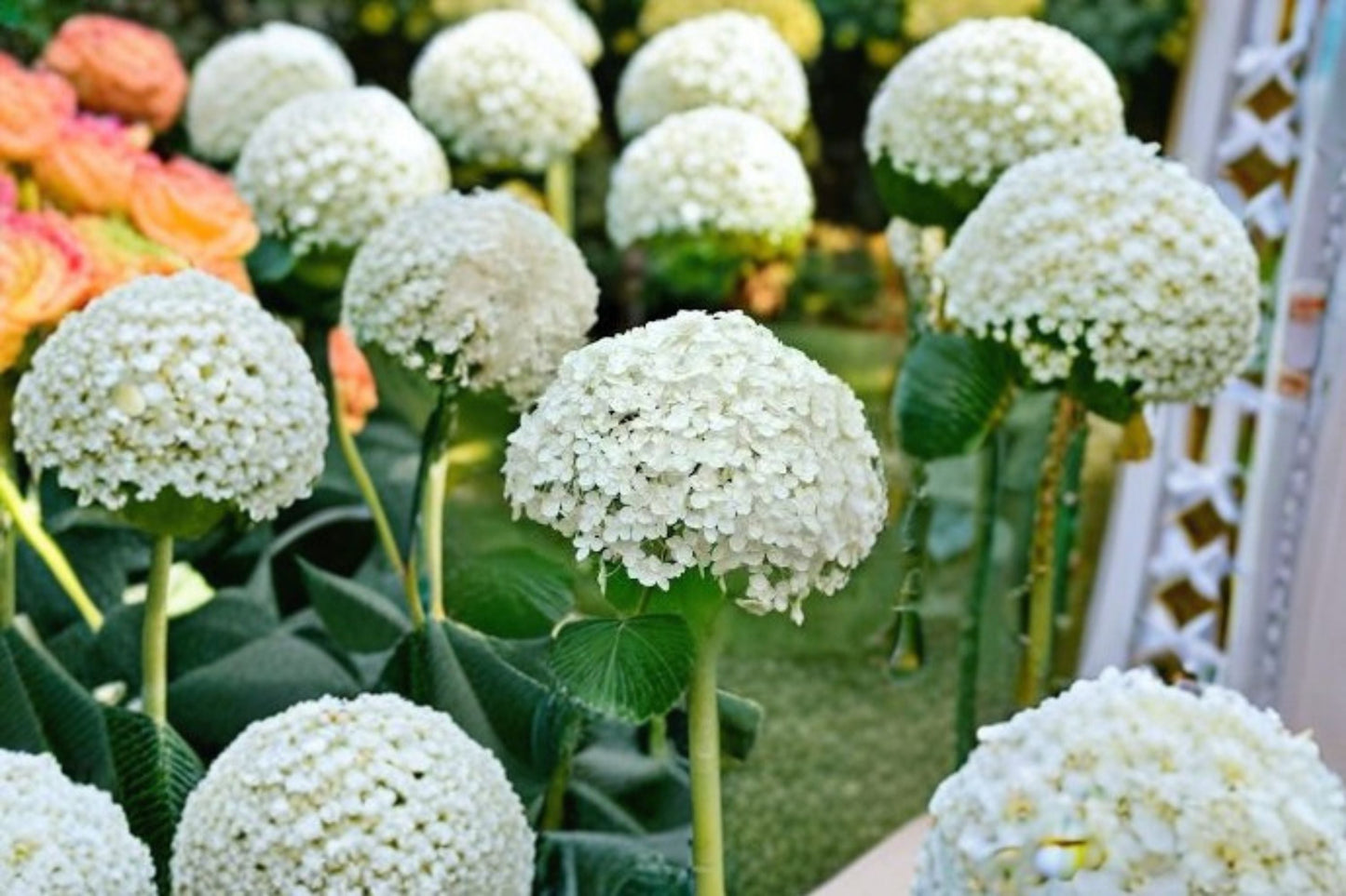 Annabelle Smooth Hydrangea Live Plant – 1 QT Pot – Hydrangea arborescens 'Annabelle' – White Flowering Shrub for Gardens