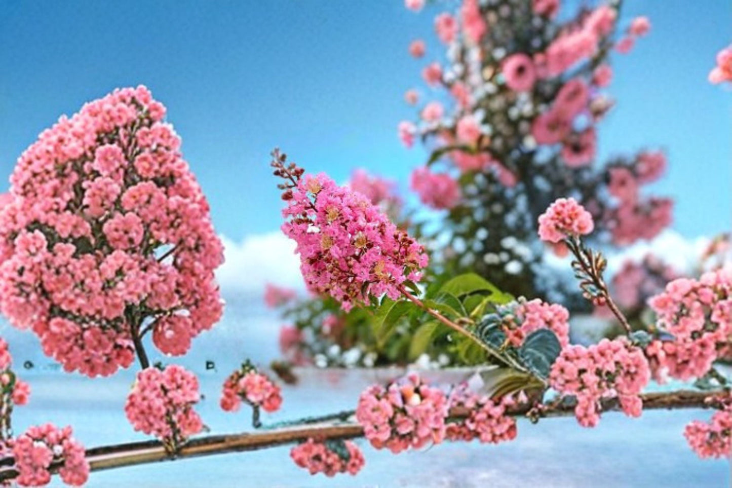 Sioux Crape Myrtle Live Plant – Pink Flowering Shrub – Lagerstroemia indica