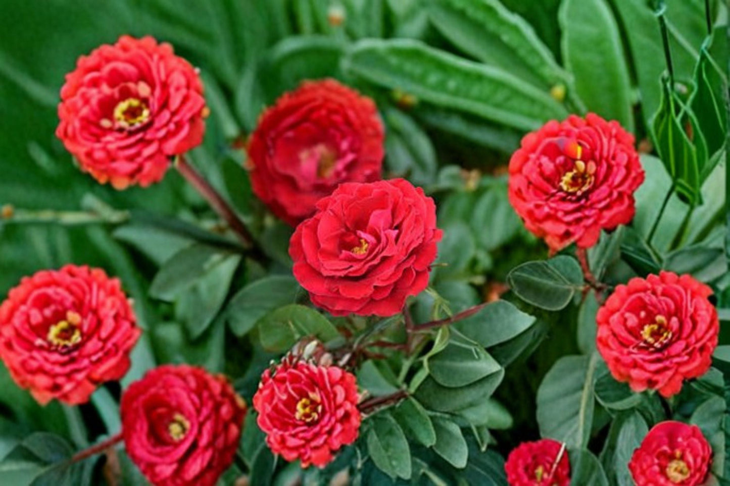 Cherrytini Rose Live Plant – 1.5 Gal Cherry Red Floribunda Rose – Vibrant Garden Flower, Lush Foliage, Easy Care, Rosa floribunda