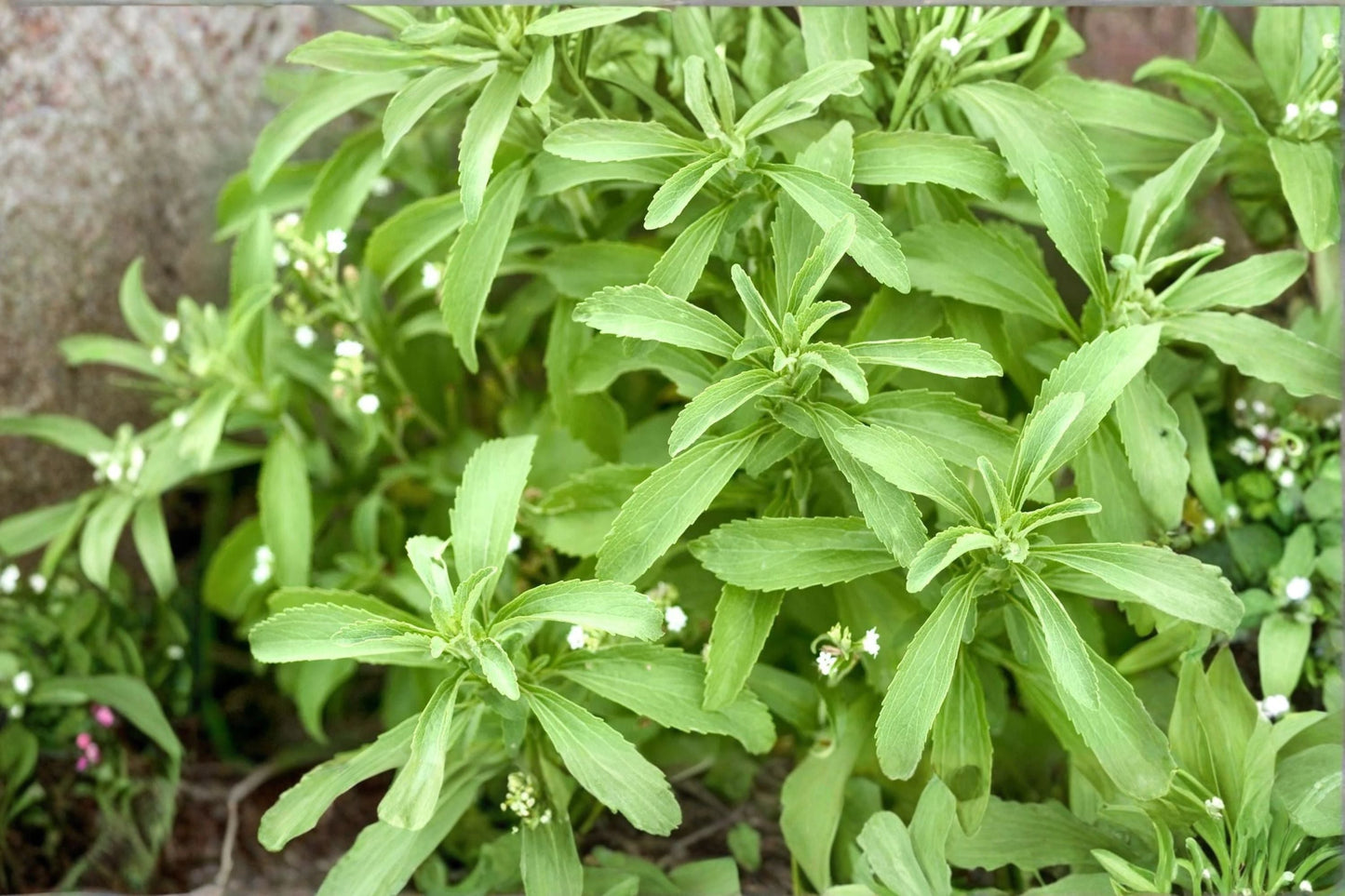Stevia Rebaudiana Plant – Natural Sweetener Herb – Zero-Calorie Leaves – Indoor or Outdoor Cultivation