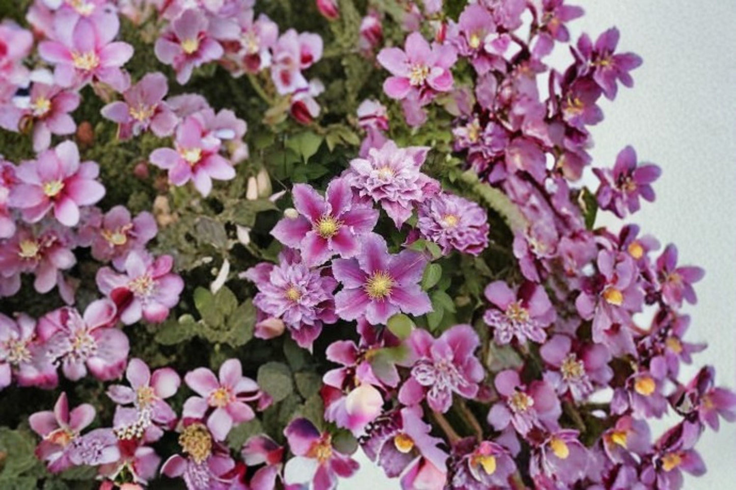 Pillu Clematis Live Plant – Compact Pink Repeat Flowering Vine – Garden Climber for Fences & Trellises