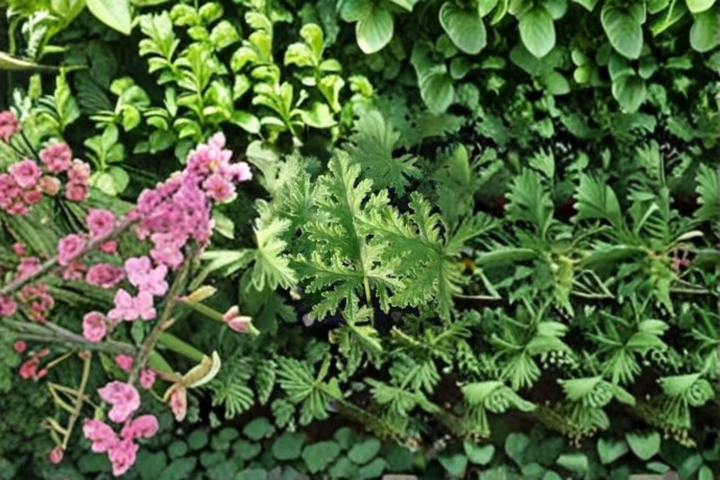 Citronella Plants – Pelargonium citrosum Live Starter Plants for Mosquito Repellent, Outdoor Garden, Pest Control