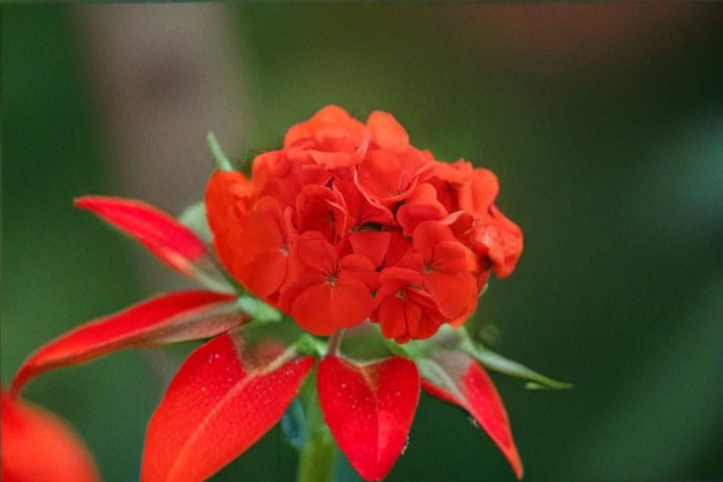 Red Geranium Cuttings – Pelargonium – Bright Blooming Plants for Garden & Containers – 6 Healthy Cuttings