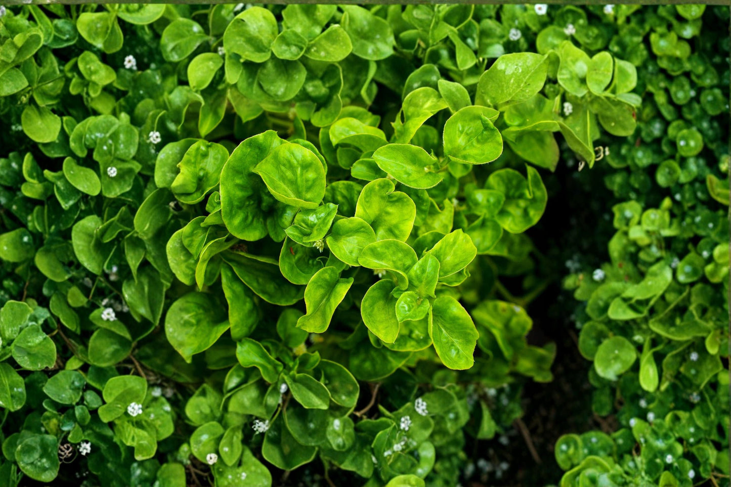 Brazilian Spinach 4 Cuttings – Alternanthera sissoo – Vibrant Foliage Indoor Outdoor Plant for Garden and Home