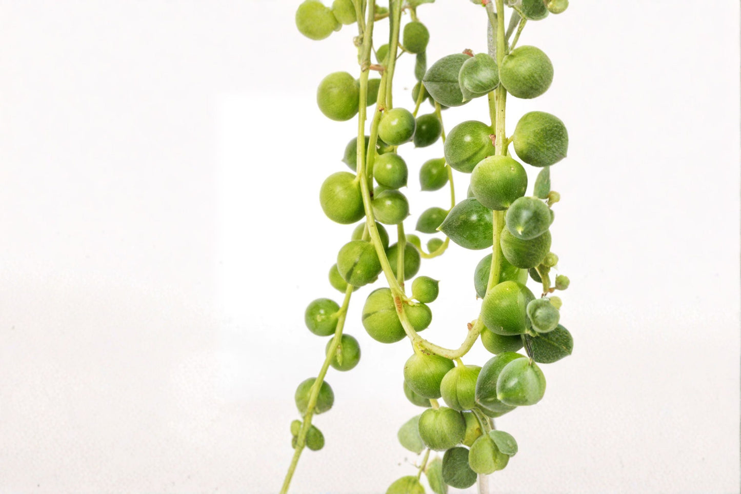 String of Pearls Plant – Senecio rowleyanus Succulent, Hanging Basket, Low Maintenance, Unique Pearl-Like Leaves