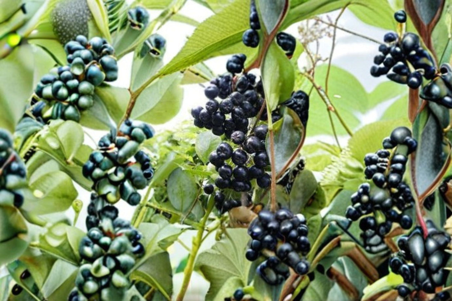 Viking Aronia Berry Live Starter Plant – Aronia melanocarpa – Hardy Shrub for Zones 3-8 with Dark Berries
