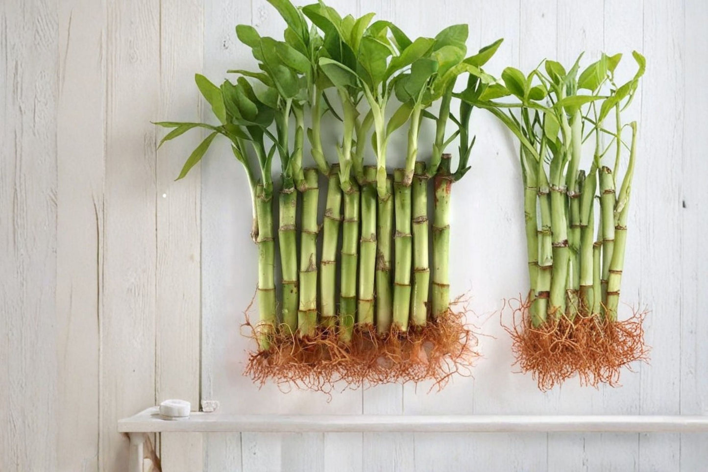 4 Live Lucky Bamboo Plants – 4 Inch Feng Shui Indoor Bamboo Arrangements for Home Office Decor