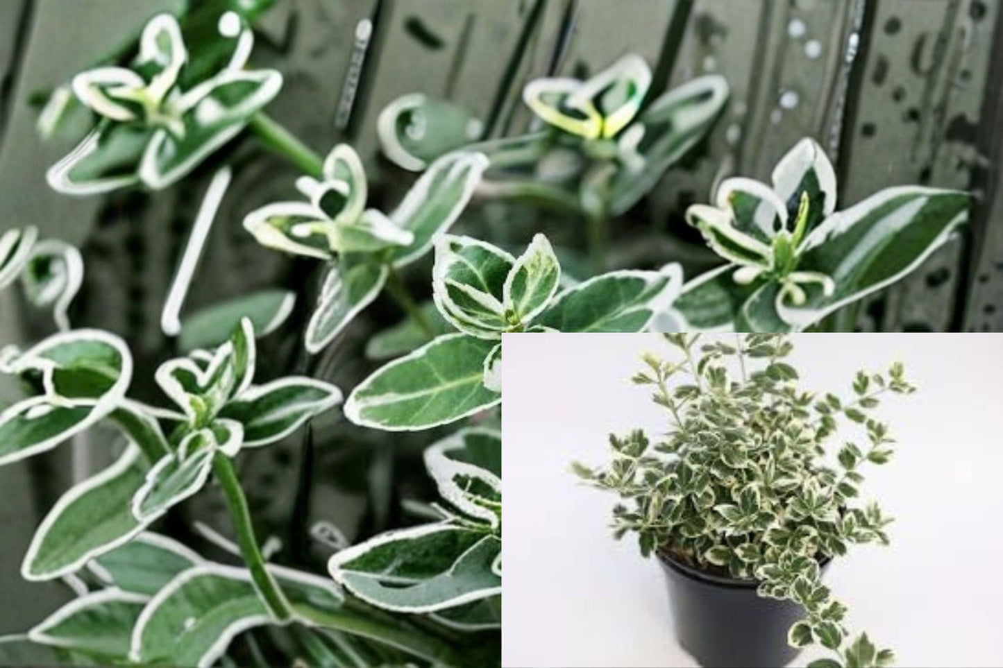 Emerald Gaiety Euonymus Plant – Variegated Evergreen Shrub for Garden, Ground Cover, Hedge – Euonymus fortunei