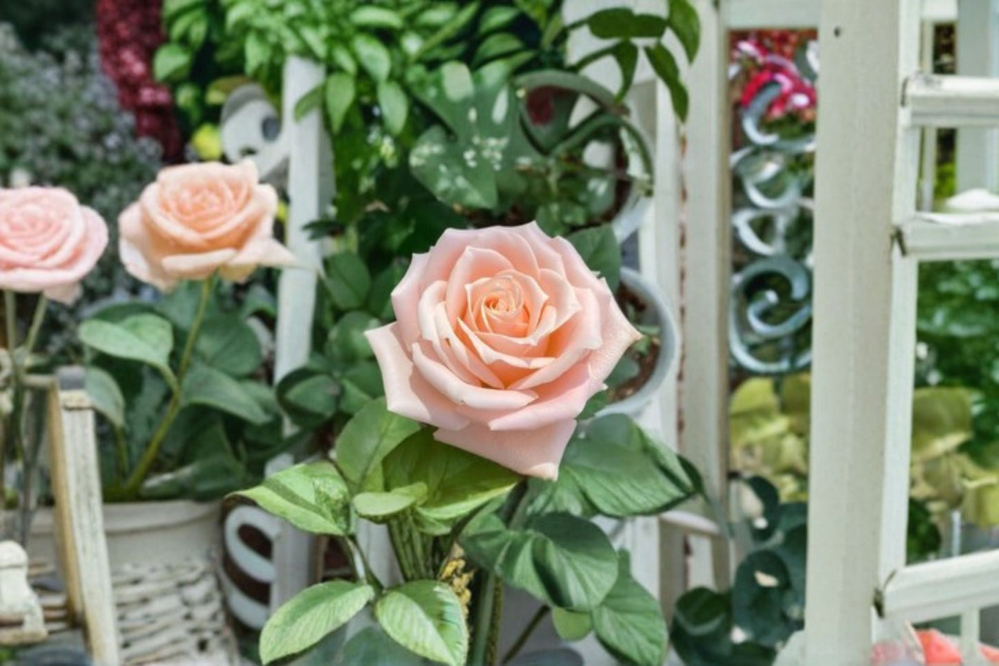 Almond Candy Rose Live Plant – Cream Apricot Garden Rose – Fragrant Shrub with Vibrant Blooms – Rosa x alba
