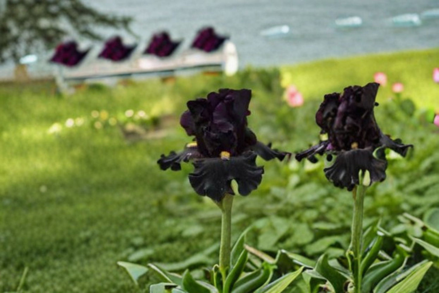 Senior Jinx Iris Live Plant – Black Bearded Iris Perennial – Iris germanica