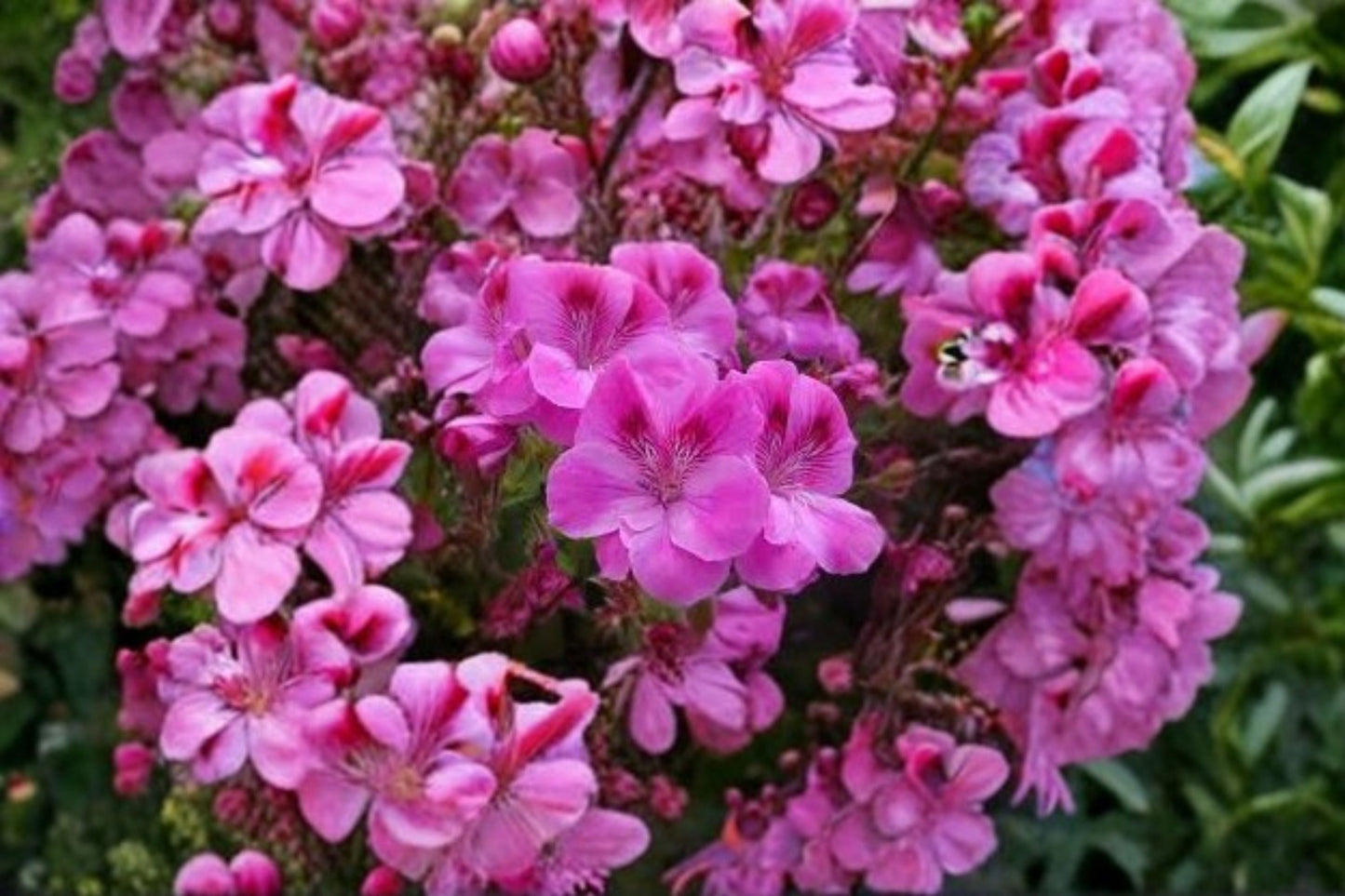 Regal Geranium Cuttings 5 Pack Pelargonium × domesticum Flowering Plant for Garden and Indoor Decor