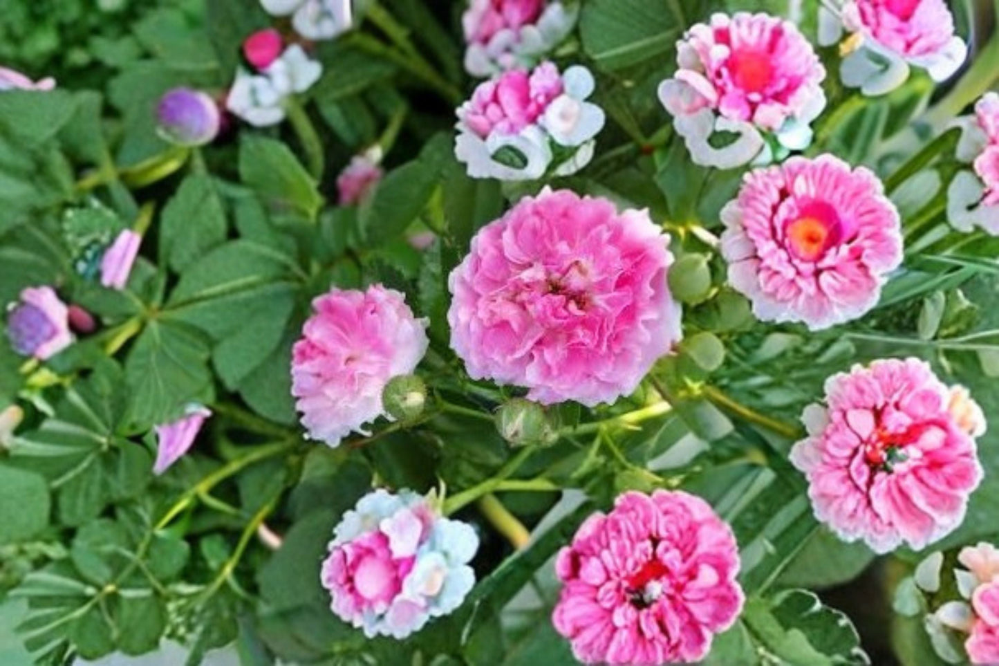 Seven Sisters Rose Cuttings – Rosa multiflora – Hardy flowering shrub for garden, hedge, and floral display
