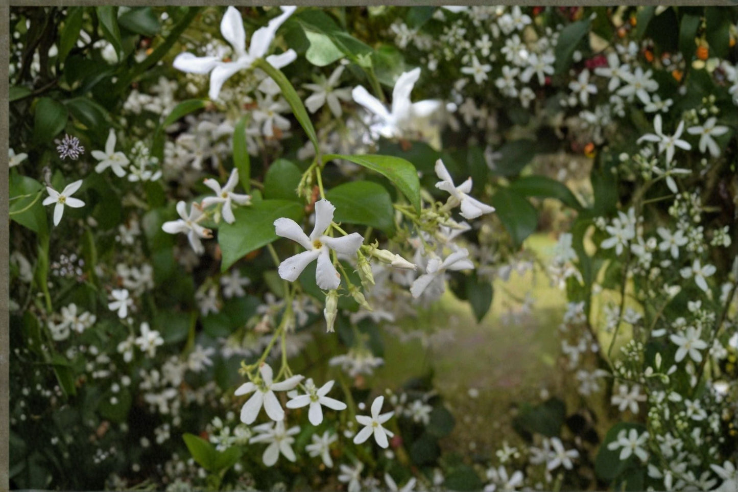 Star Jasmine Plant – Trachelospermum jasminoides – Fragrant White Flowers, Climbing Vine for Garden, Fence, or Container