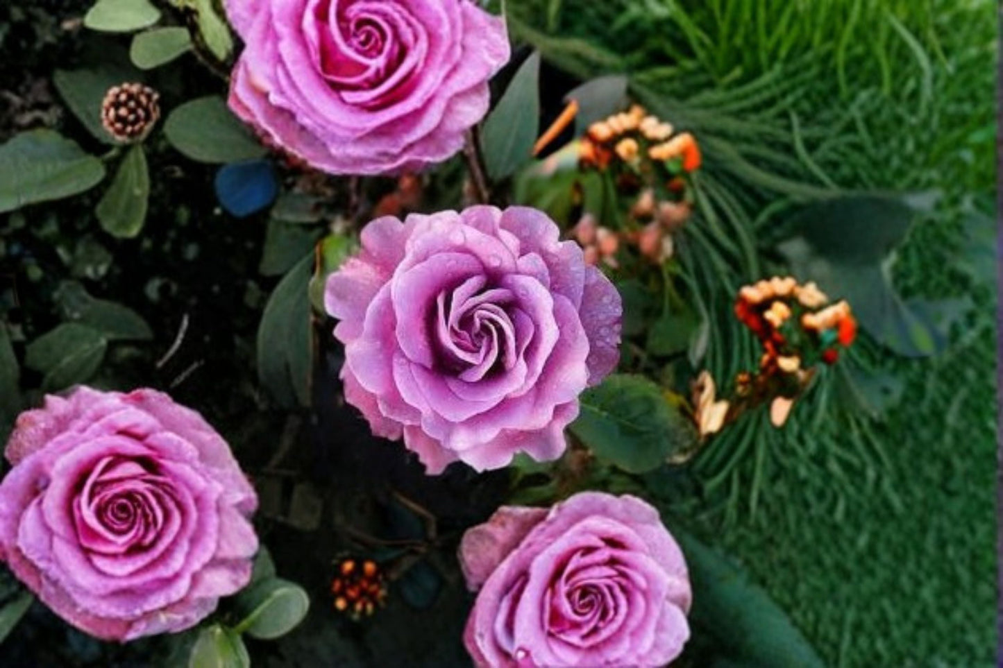 Angel Face Rose Live Plant – 1.5 Gal Lavender Floribunda Rose, Fragrant Garden Flower, Rosa hybrid