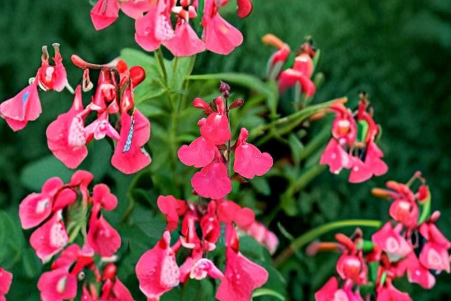 Lipstick Salvia Greggii Live Plant – 1 Gallon Fully Rooted Salvia greggii Drought Tolerant Red Flowers for Garden & Containers