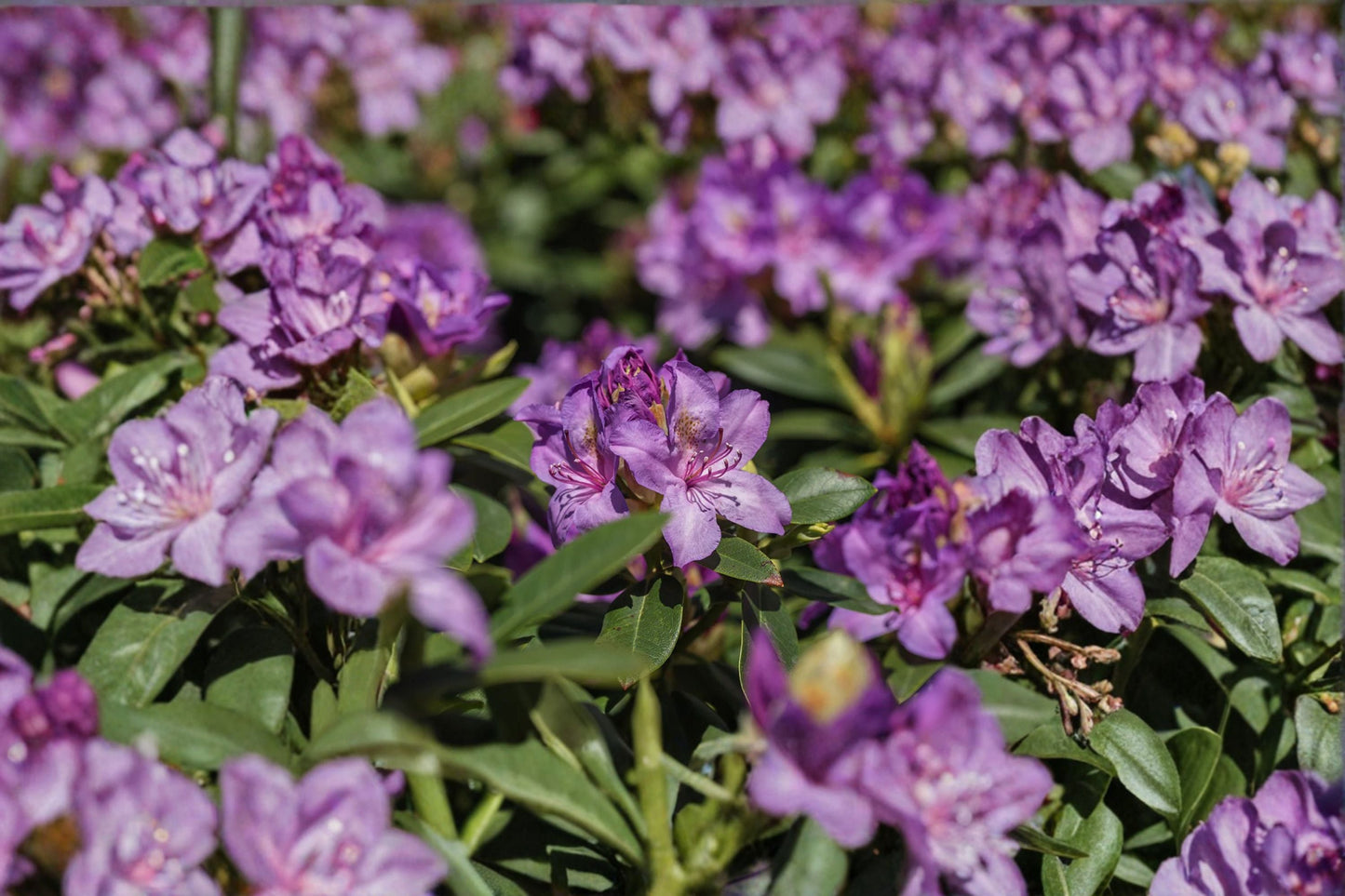 Catawba Boursault Rhododendron Live Starter Plant 7L Pot – Rhododendron catawbiense 'Boursault' Evergreen Shrub