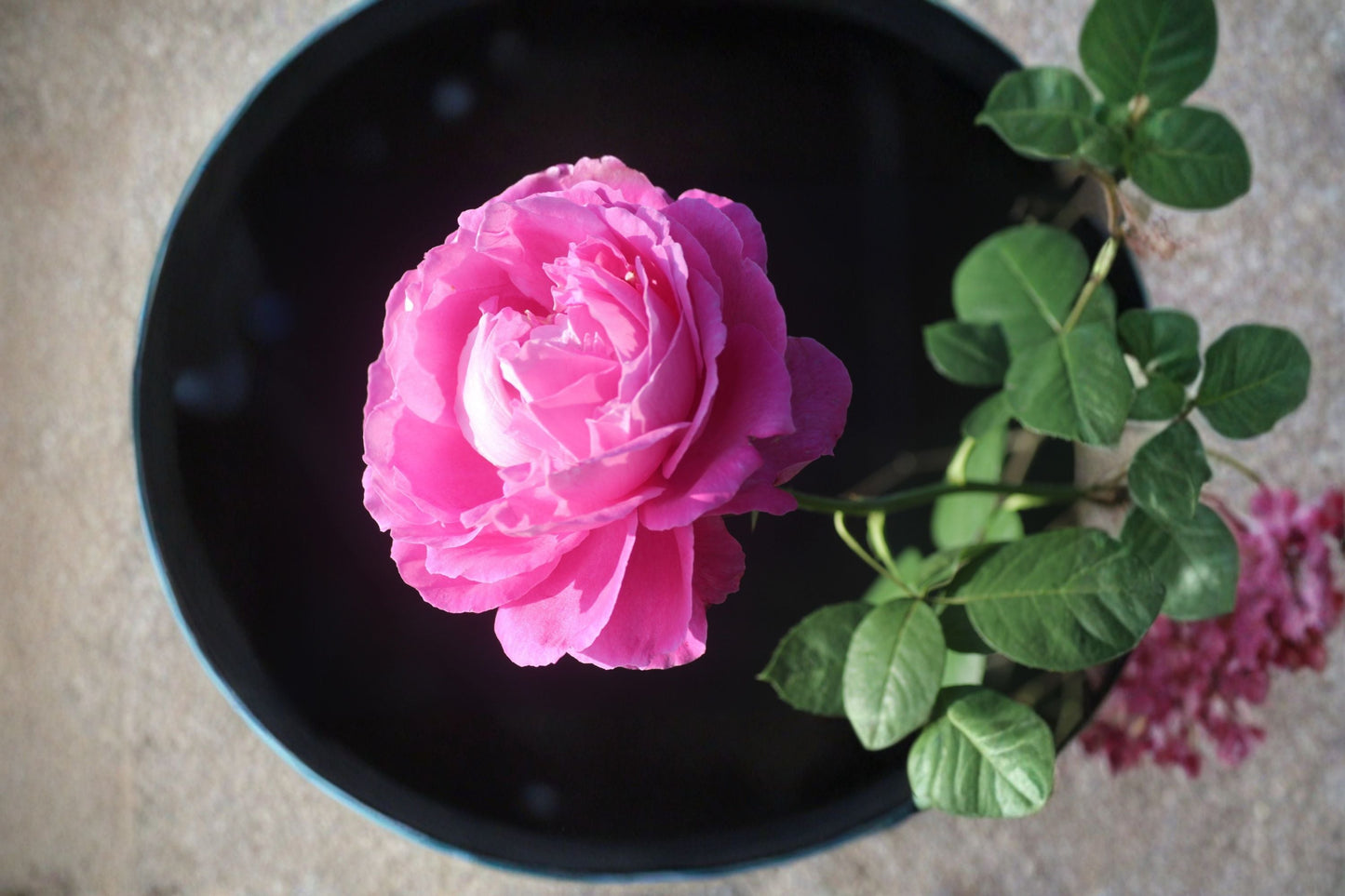 Paul Neyron Rose Plant – Rosa ‘Paul Neyron’ Large-Flowered Pink Blooming Shrub for Garden, Landscape, and Outdoor Decor