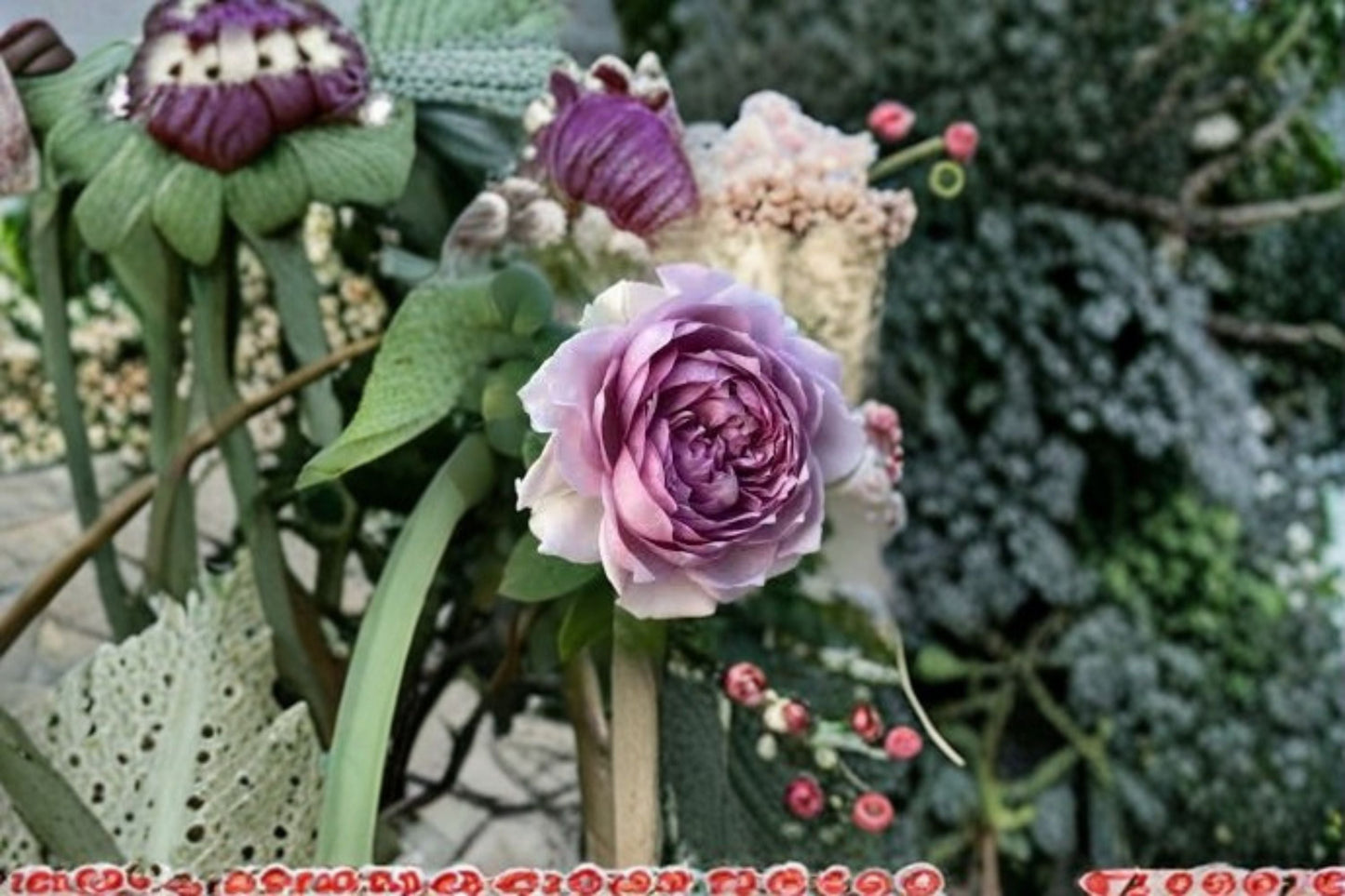 Coffret Rose Live Plant – Japanese Repeat Blooming Cut Rose – Fragrant Garden Rose – Lush Foliage – Indoor or Outdoor Plant