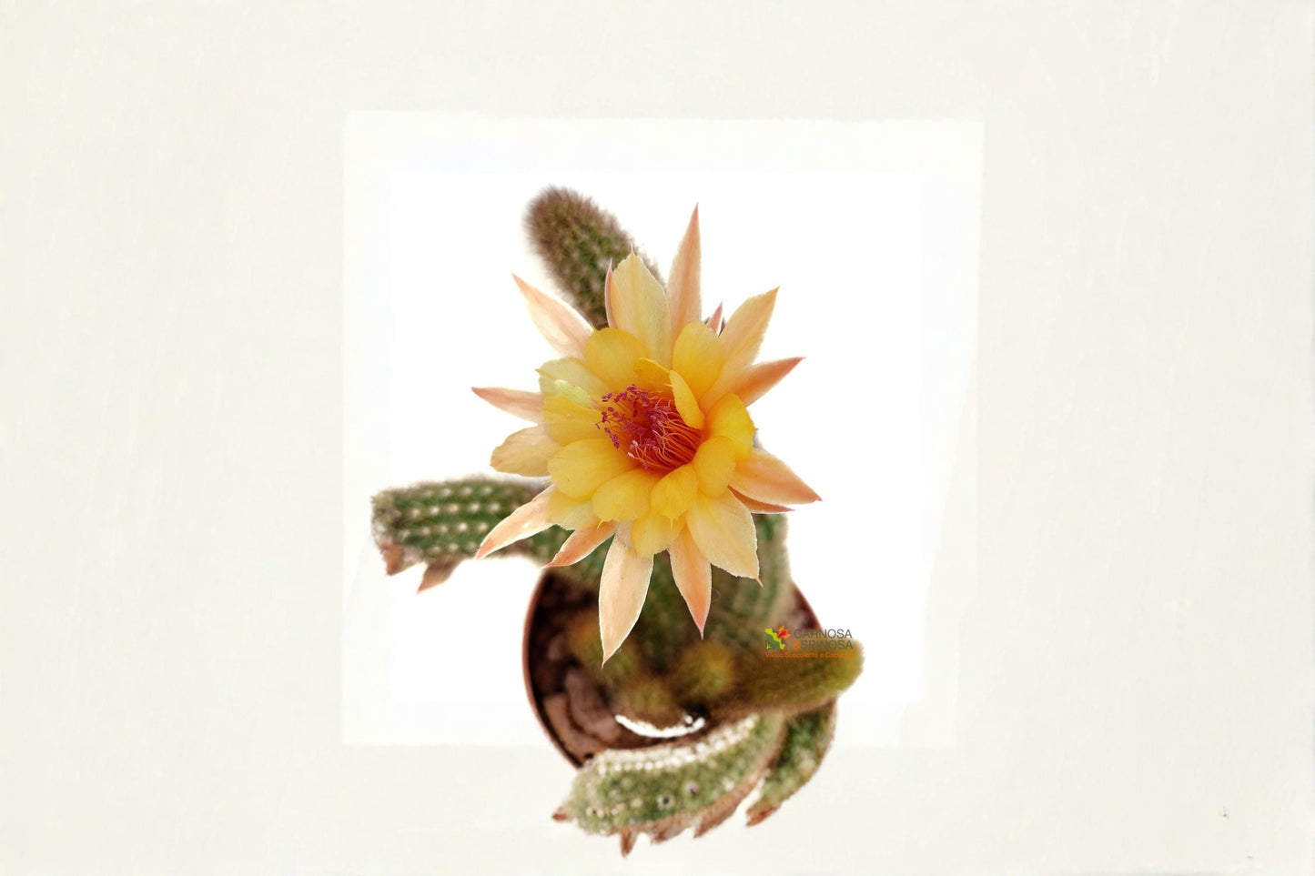 Hildewintera Humkes Kleine Gelber Cactus Plant – Hybrid with Yellow Flowers, Low-Maintenance Succulent for Collection