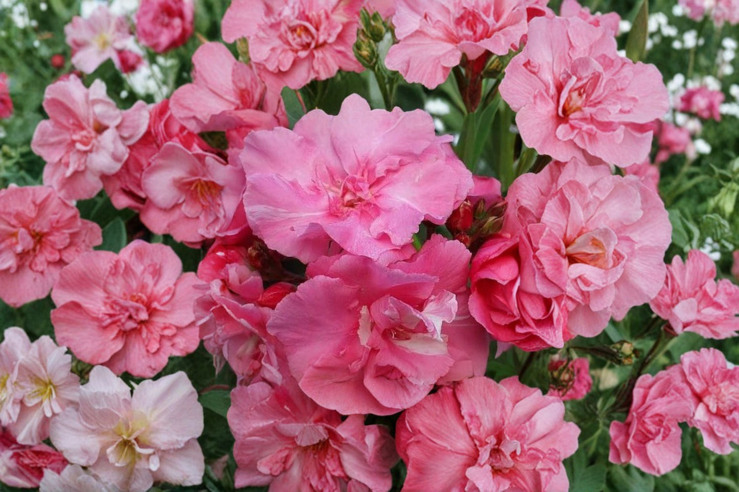 Pink Oleander Cuttings – 6 Inch Unrooted Nerium oleander Flowering Shrub for Garden, Landscape, and Outdoor Decor