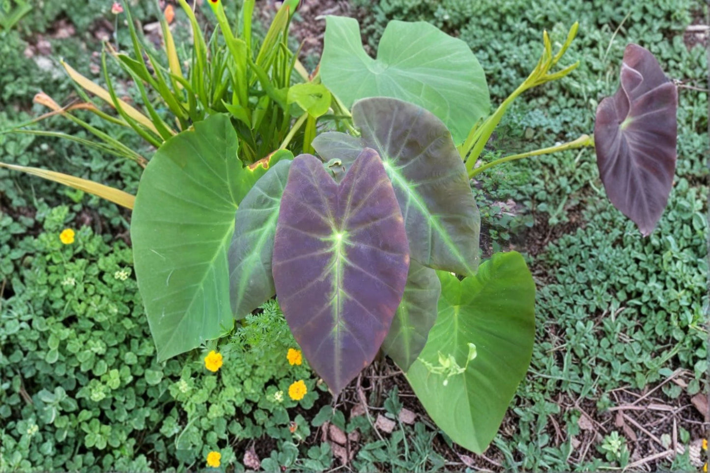 Colocasia Illustris Live Plant – Black Beauty Elephant Ear – Dark Purple Foliage Tropical Plant for Garden or Indoor Use