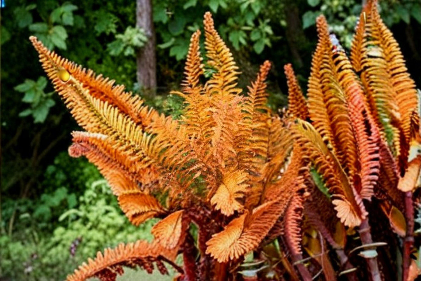 Autumn Fern Plant – Dryopteris erythrosora – Coppery to Green Foliage, Shade Garden Fern