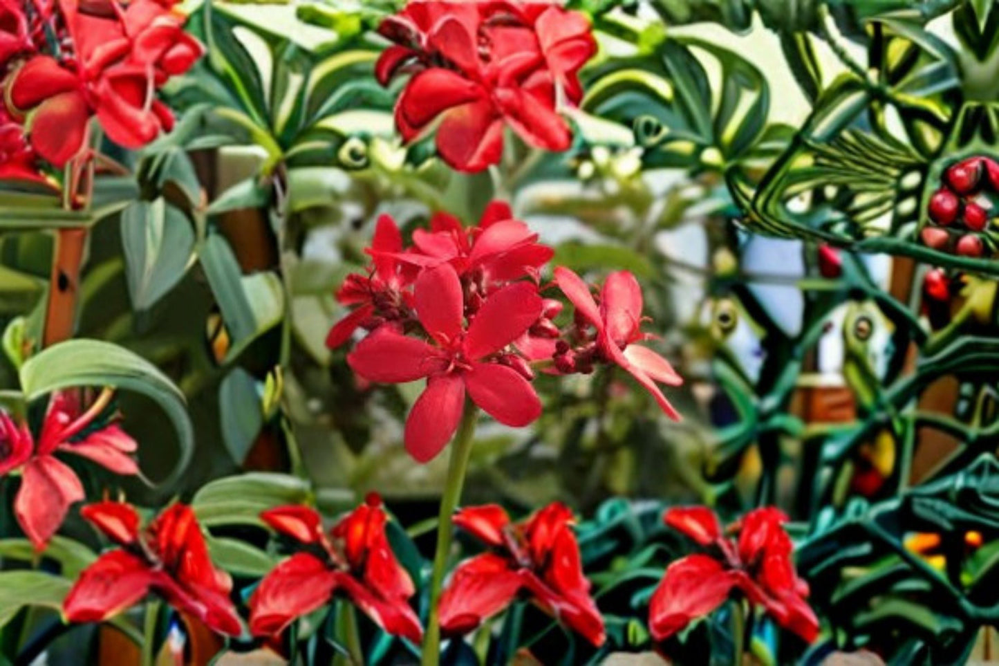 Peregrina Jatropha 4 Cuttings – Jatropha integerrima – Vibrant Red Flowering Shrub for Garden, Outdoor Plant Propagation