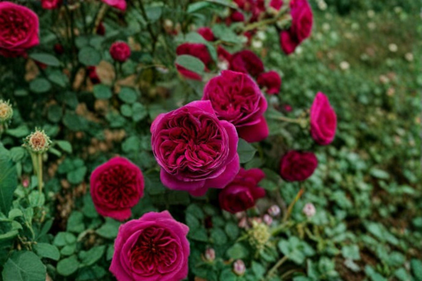 Yves Cantina Rose Live Plant – Fragrant Japanese Garden Rose – Vibrant Blooms, Easy Care, Rosa x centifolia