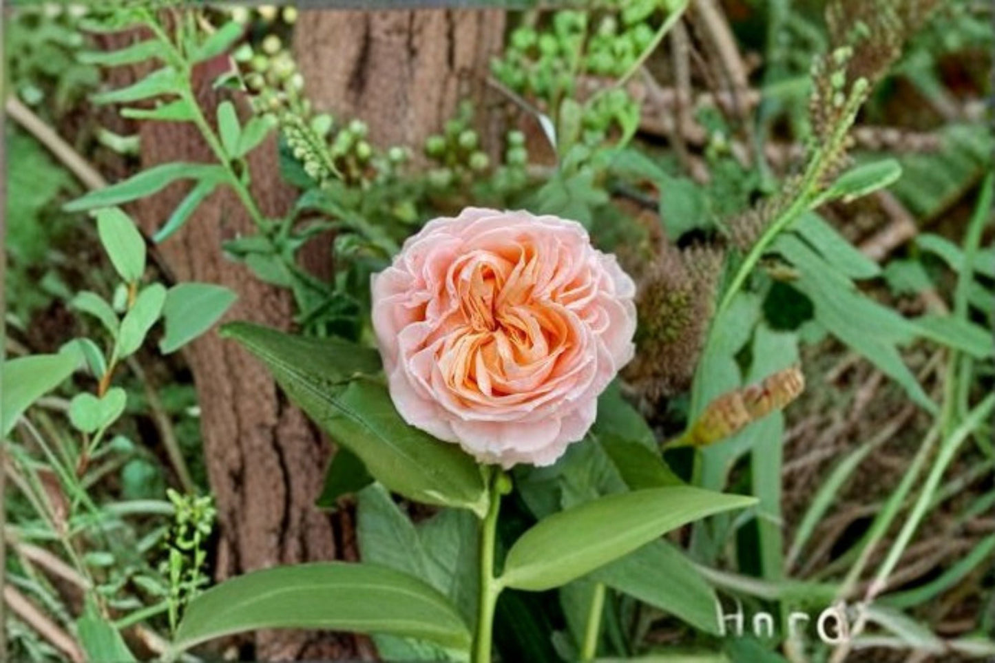 Georgia Peach Rose Live Plant – Peach Pink Cut Flower, Fragrant, Lush Foliage, Rosa hybrid