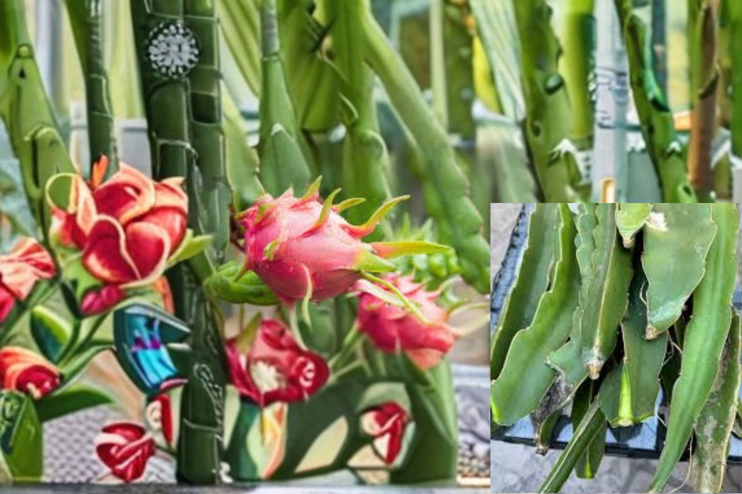 Dragon Fruit Cuttings 12 Pack – Hylocereus spp. Exotic Fruit Plant for Garden, Easy to Grow, Edible, Vibrant, Tropical, Hylocereus