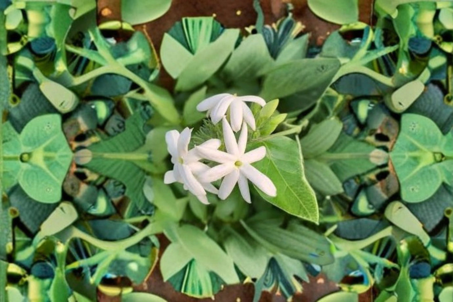 Downy Jasmine Live Plant – Fragrant White Flowering Shrub – Jasminum polyanthum – Indoor and Outdoor Garden Plant