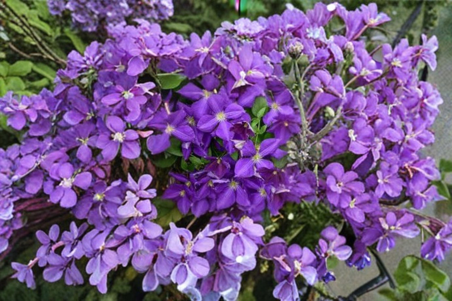 Clematis Live Starter Roots – Jackmanii Superba – Purple Flowering Climbing Vine – Clematis 'Jackmanii Superba'