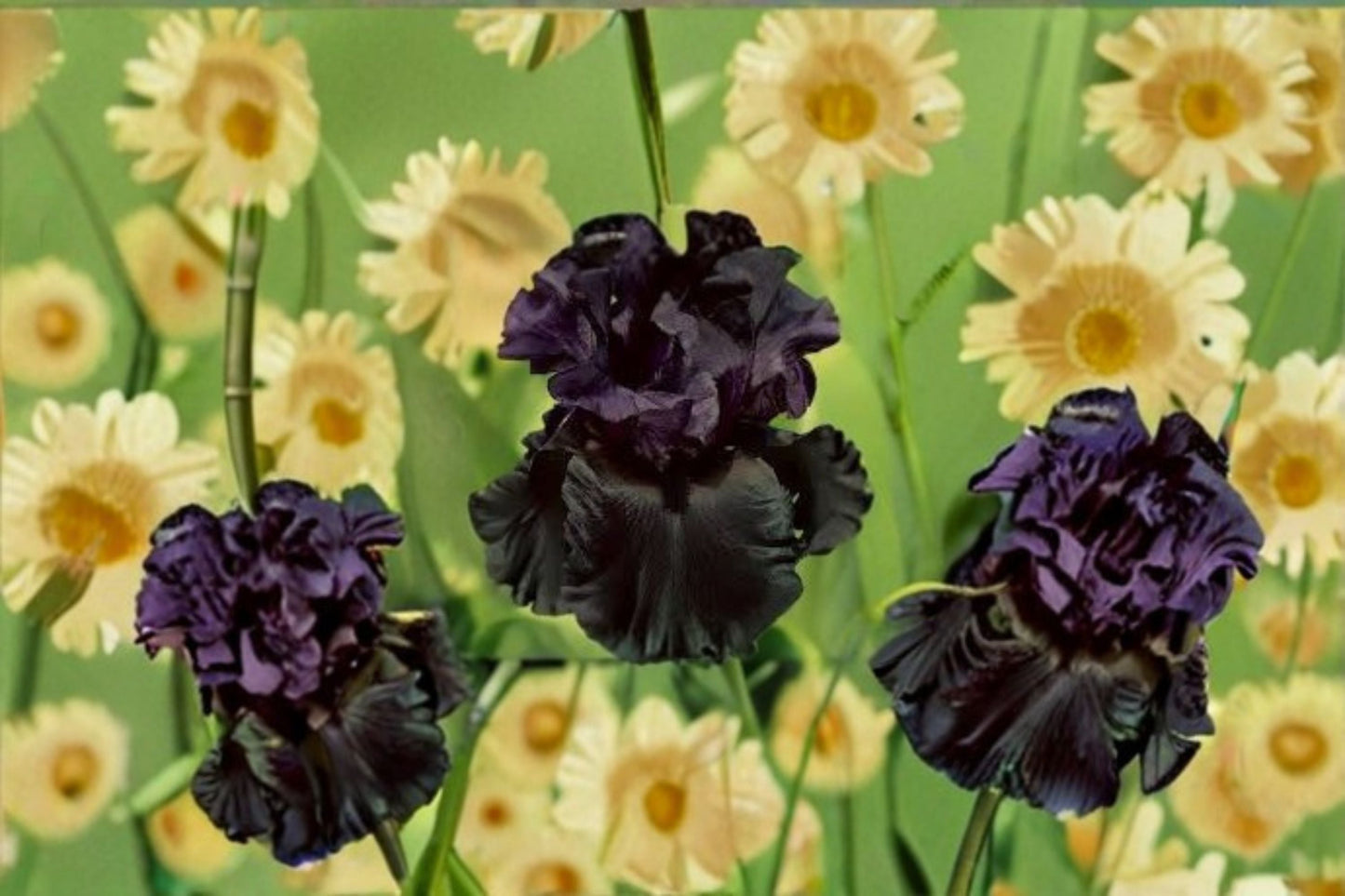 Raven Girl Iris Live Plant – Black Bearded Perennial – Deep Velvety Blooms – Iris germanica