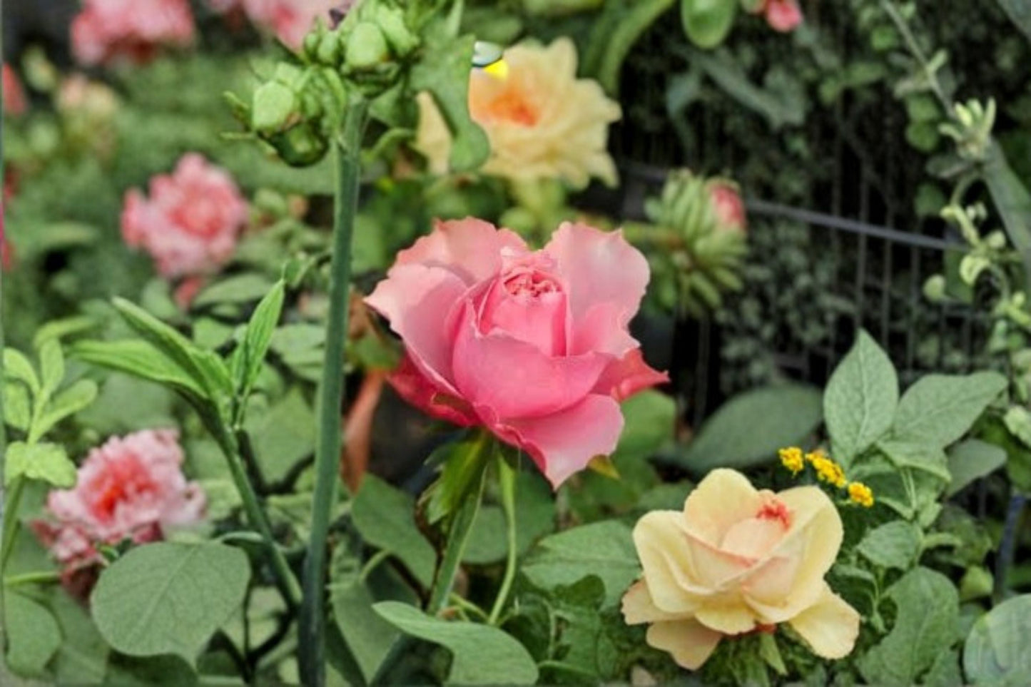Alter Ego Rose Live Plant – Pink Apricot Bloom – Own Root Rose – Garden Flowering Shrub