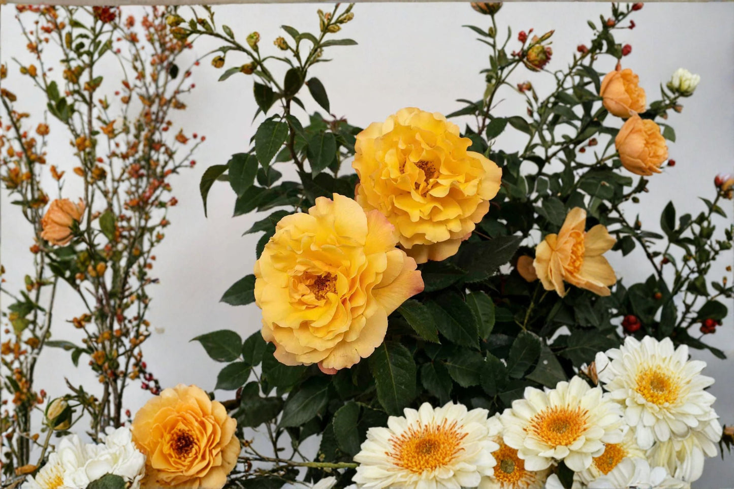 Sunny Sky Rose Live Plant – 1.5 Gal Yellow Hybrid Tea Rose – Bright Colorful Garden Flower (Rosa)