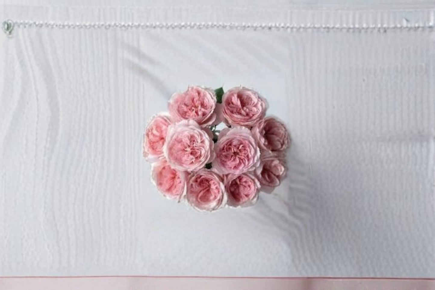 Vivian Rose Live Plant – Pink Repeat Blooming Garden Rose – Rosa ‘Vivian’ – Easy Care Outdoor Flower