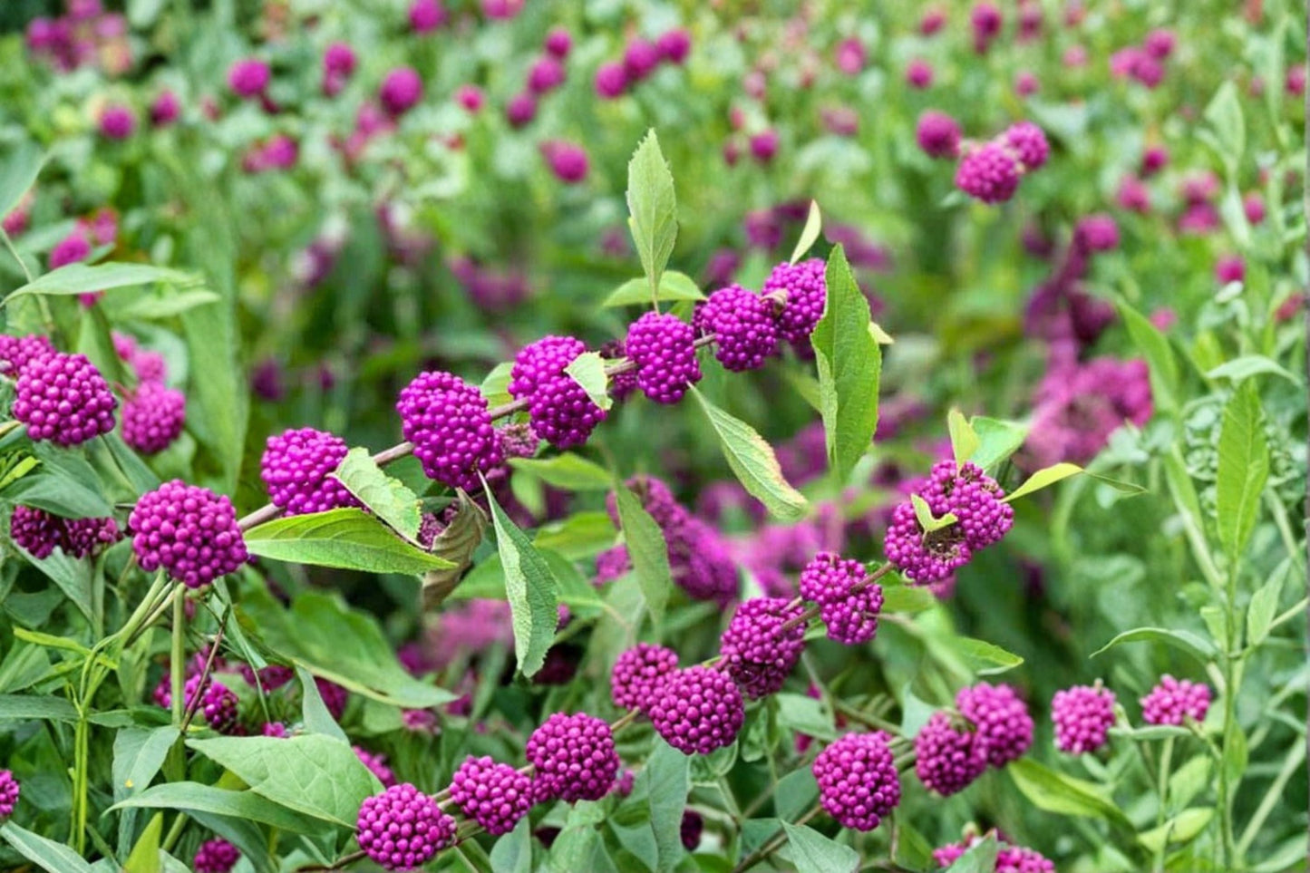 American Beautyberry Live Plant in 3.5 Inch Pot – Callicarpa americana, Vibrant Purple Berries, Ornamental Shrub for Garden