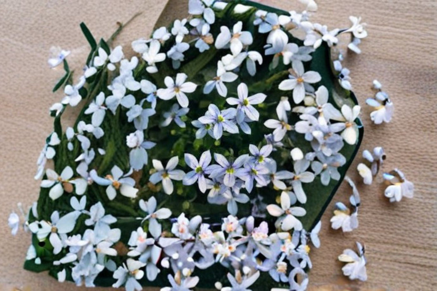 Blue Star Creeper Plant – Ground Cover, Isotoma fluviatilis, Small Blue Star-Shaped Flowers, Easy Care, Lush Green Foliage