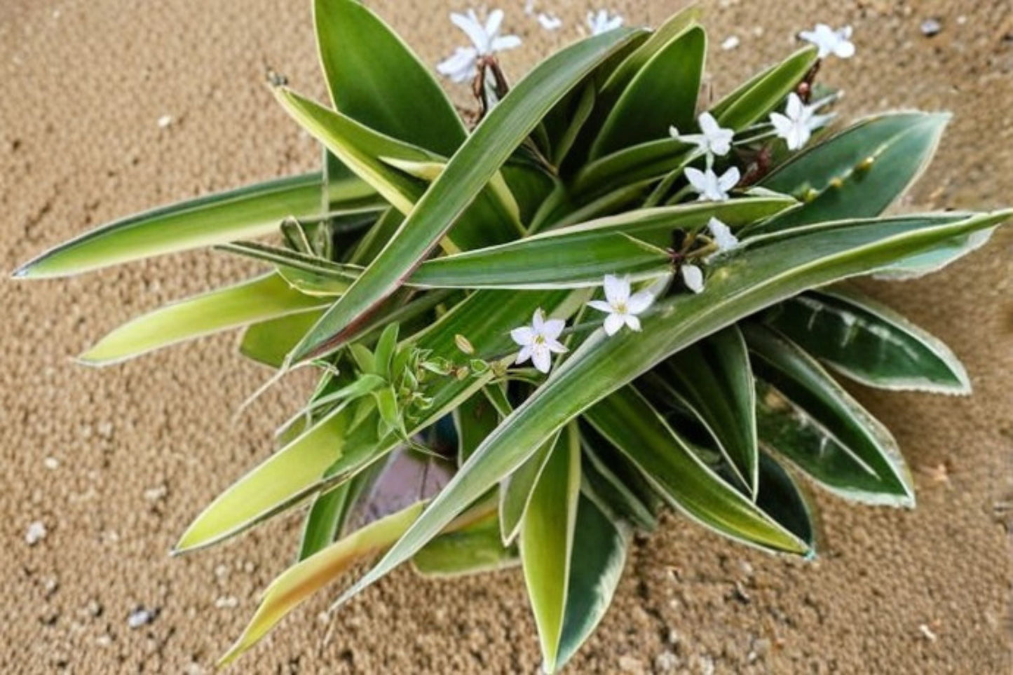 Variegated Spider Plant 1 Plant – Chlorophytum comosum – Indoor Greenery, Easy Care, White and Green Striped Foliage